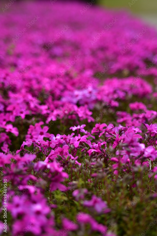 芝桜