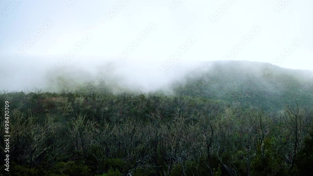 Dramatic silhouette of an old dark forest in fog and smoke