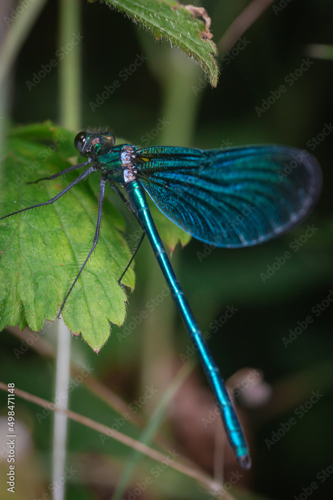 Beautiful demoiselle damselfly sitting on a leaf - Calopteryx virgo