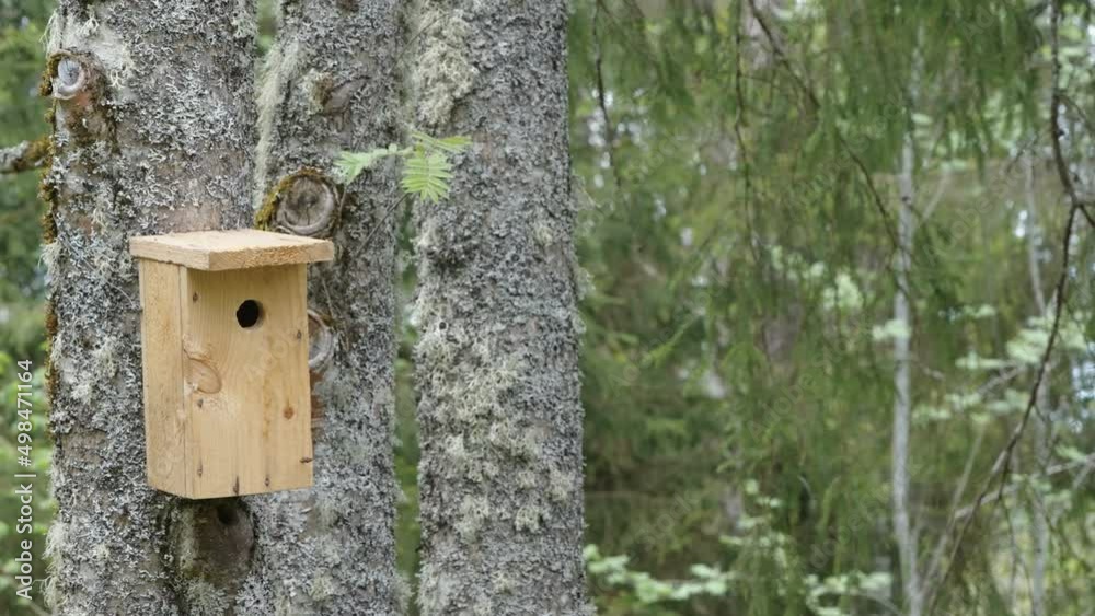 The big tree trunk with the small birdhouse in Estonia found inside the forest The big tree trunk with the small birdhouse in Estonia found inside the forest