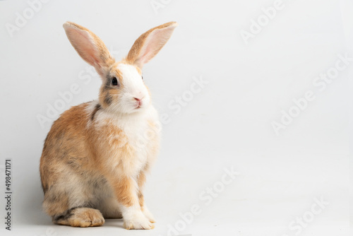 Baby rabbit on white background   Cute Little rabbit healthy isolated on white