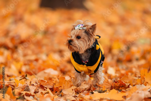 yorkshire terrier in clothes walks in the autumn park © zokov_111