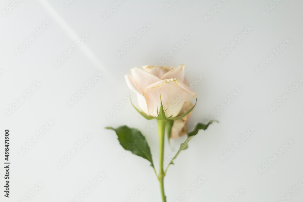 Fototapeta premium single white rose