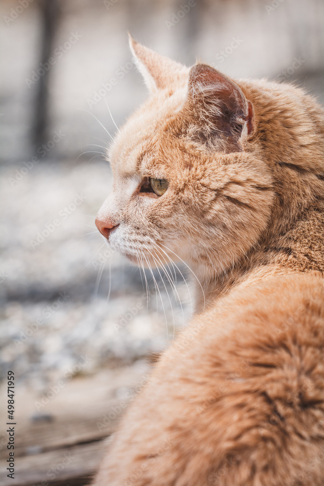 Naklejka premium Katze