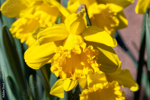 Daffodil 'Mando' (narcissus) a spring flowering bulbous plant with a yellow springtime flower, stock photo image