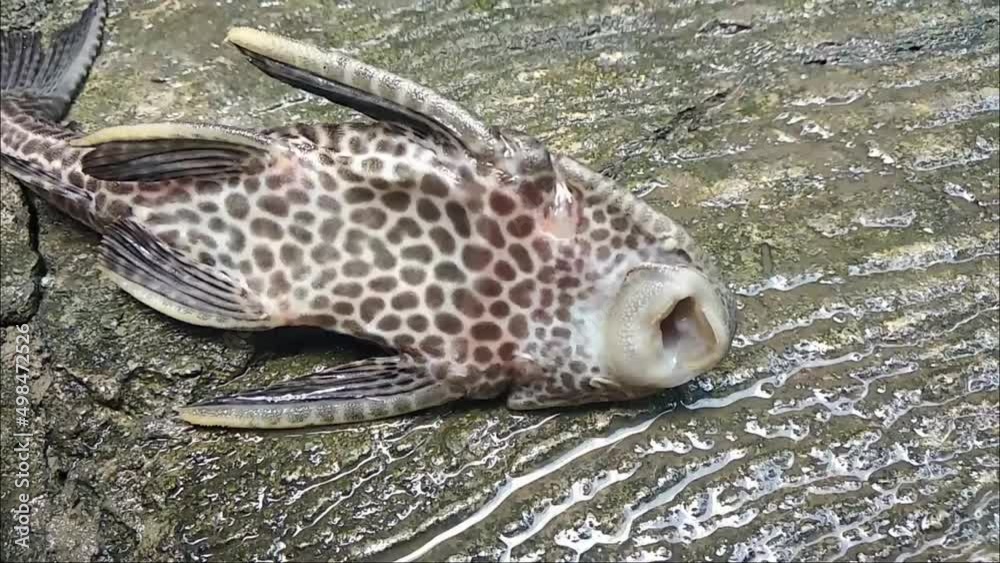 close up of the mouth of Hypostomus plecostomus breathing on land