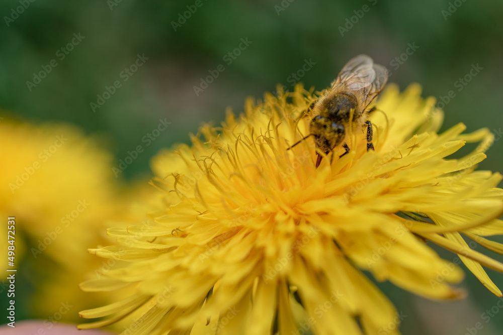 Up close, dandelion flower with a bee taking pollen and nectar. Up close, dandelion flower with a bee taking pollen and nectar.