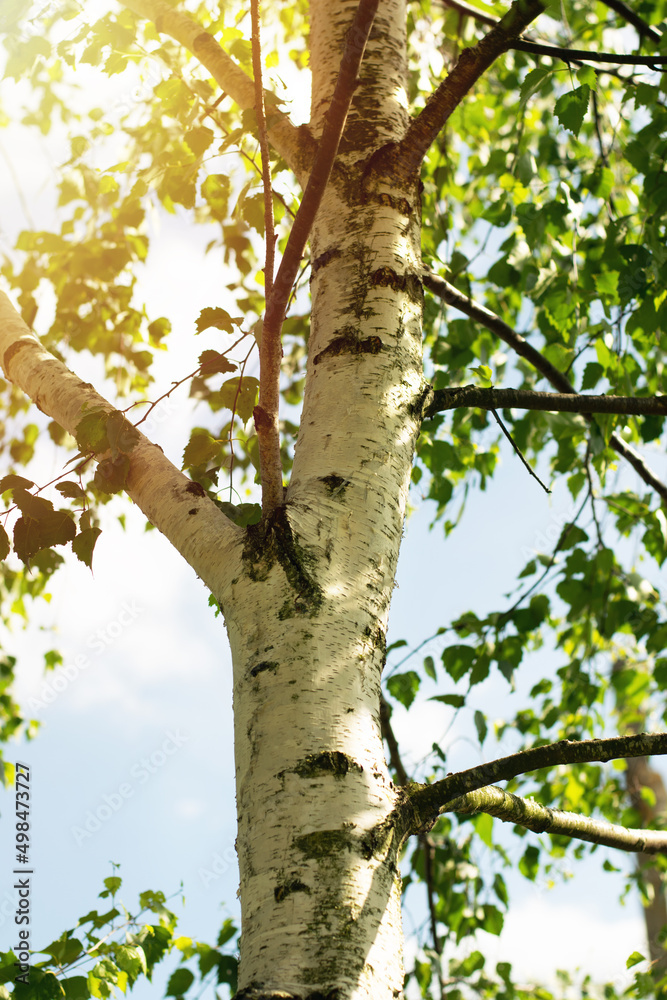 Young birch trees with black and white birch bark in spring against a blue spring sky.