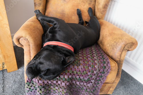 Staffordshire Bull Terrier dog asleep on a suede chair. He is lying with his head down and feet upwards. There is a crocheted blanket on the chair.