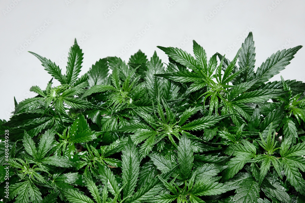Cannabis plant isolated on white background. Layout of fresh wet marijuana leaves, watering bush, top view. Hemp growing concept. Cannabis plant isolated on white background. Layout of fresh wet marijuana leaves, watering bush, top view. Hemp growing concept.