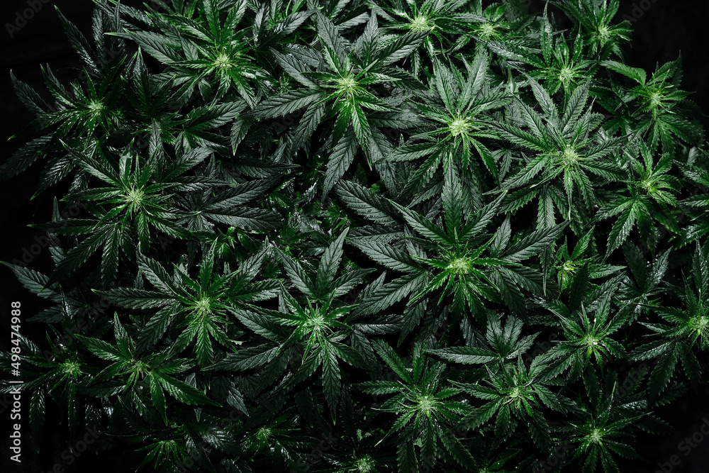 Cannabis CBD plant on black background. Layout of fresh wet marijuana leaves, watering bush, top view. Hemp recreation, legalization concept. Cannabis CBD plant on black background. Layout of fresh wet marijuana leaves, watering bush, top view. Hemp recreation, legalization concept.