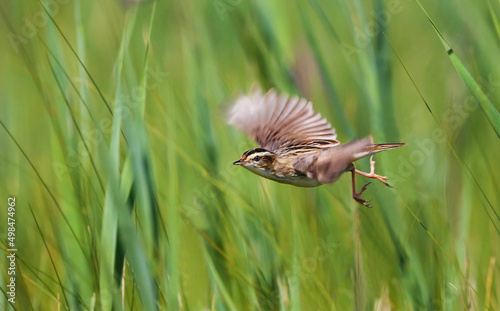 Aquatic warbler is one of the rarest passerine birds in Europe