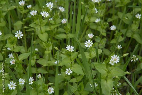 close-up: chickweed white flowers in the green grass photo