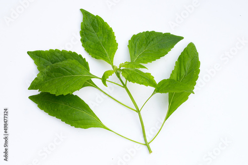 Tree Basil leaves (Ocimum gratissimum) on white background. photo