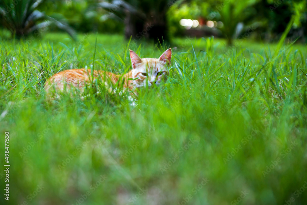 yellow cat in the grass yellow cat in the grass