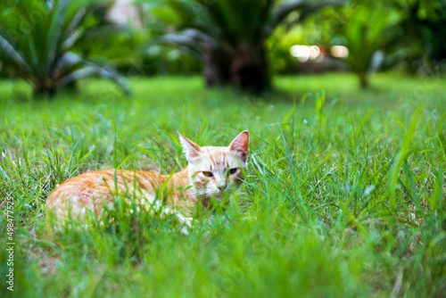 yellow cat in the grass