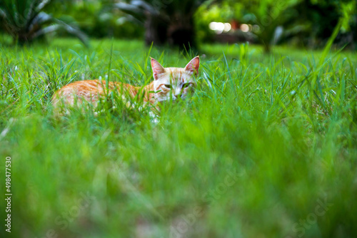 yellow cat in the grass © Birol