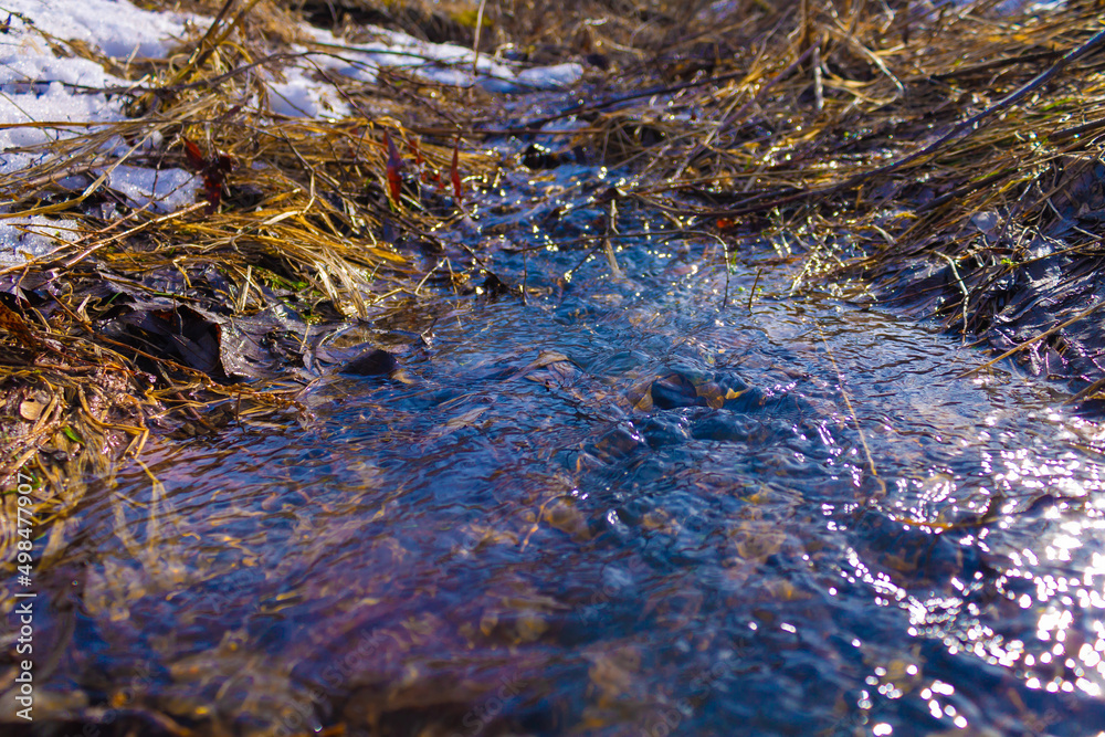 Fototapeta premium Foliage in the water of a spring stream