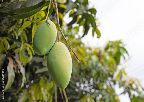 Fresh green mango on tree