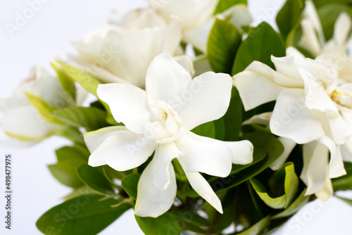 Cape jasmine or garden gardenia  gerdenia flower