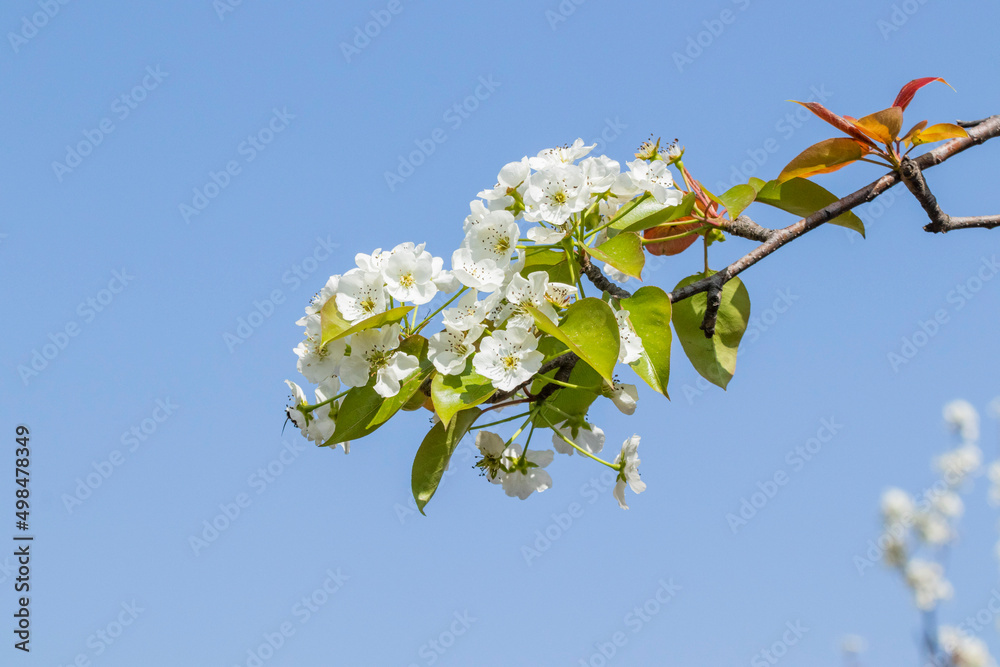 White flowers blossoming in Spring