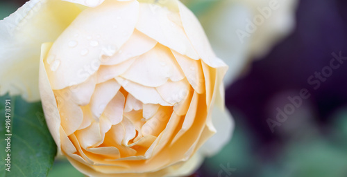 Rose flower macro. Creamy rose flower closeup. High quality natural background. Beautiful background
