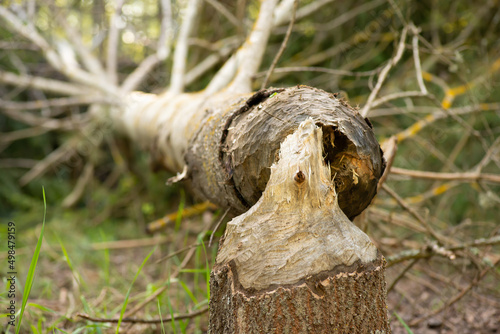 Aspen tree gnawed by beavers in forest. Fallen tree by beavers