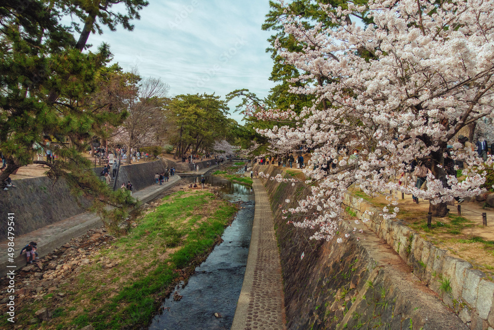 夙川河川敷緑地 (夙川公園) の満開の桜と春景色 Stockfoto Adobe Stock