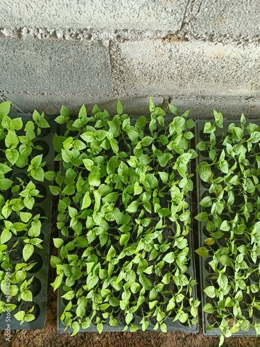 chilli plant farm food ingredients in thailand