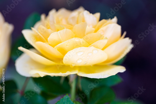 Rose flower macro. Yellow rose flower closeup. High quality natural background.