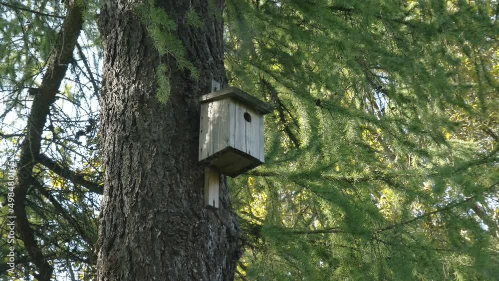 Closer look of the birdhouse in the trunk in Estonia found in the forest Closer look of the birdhouse in the trunk in Estonia found in the forest