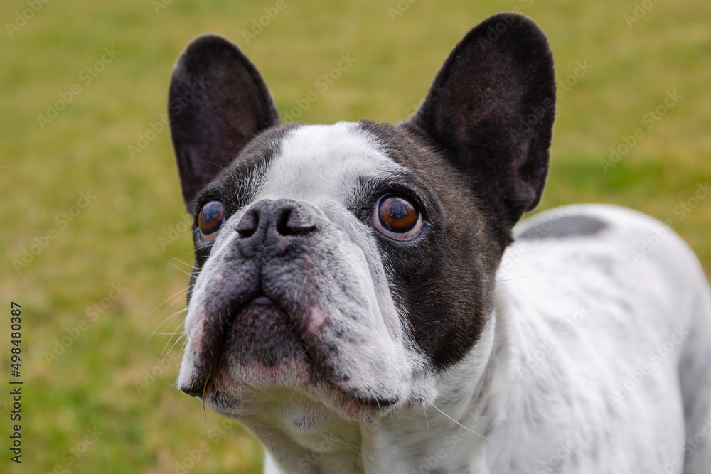 French Bulldog posing in a sunny garden with a green lawn.