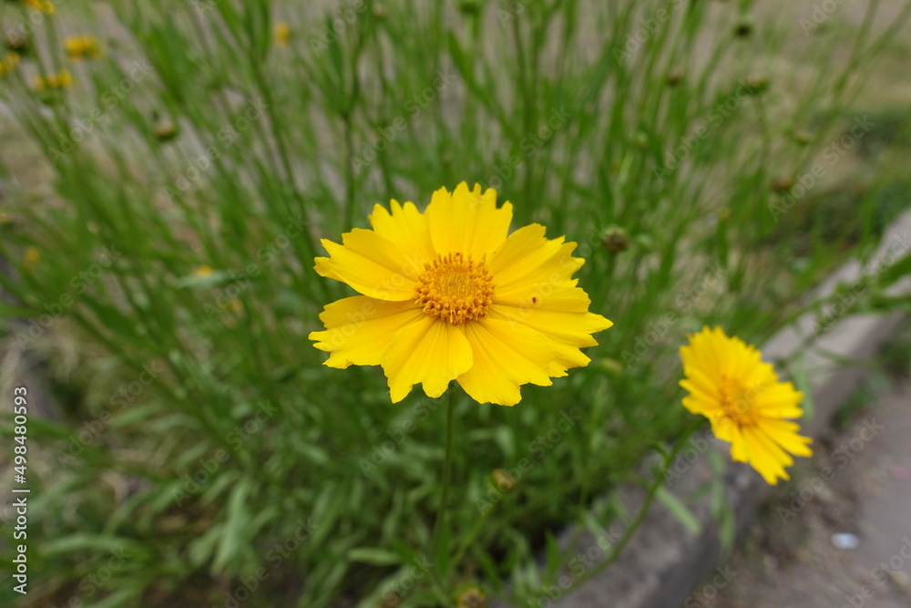 Pair of yellow flowers of Coreopsis lanceolata in mid June Pair of yellow flowers of Coreopsis lanceolata in mid June