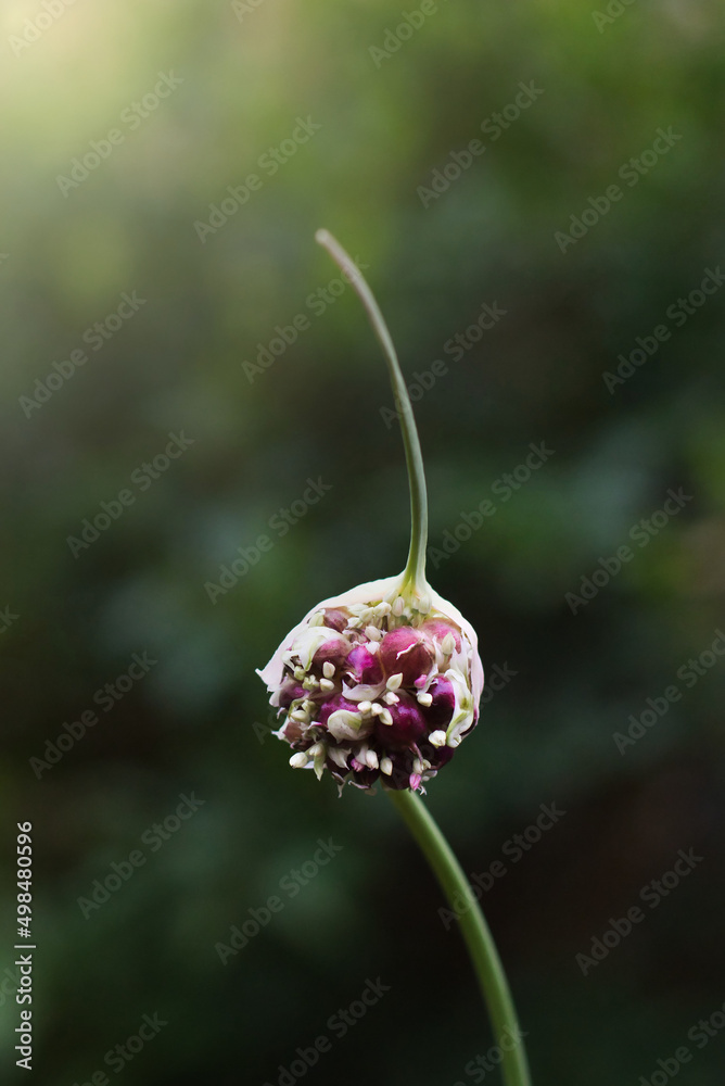 blossom of a wild garlic in sunlight blossom of a wild garlic in sunlight