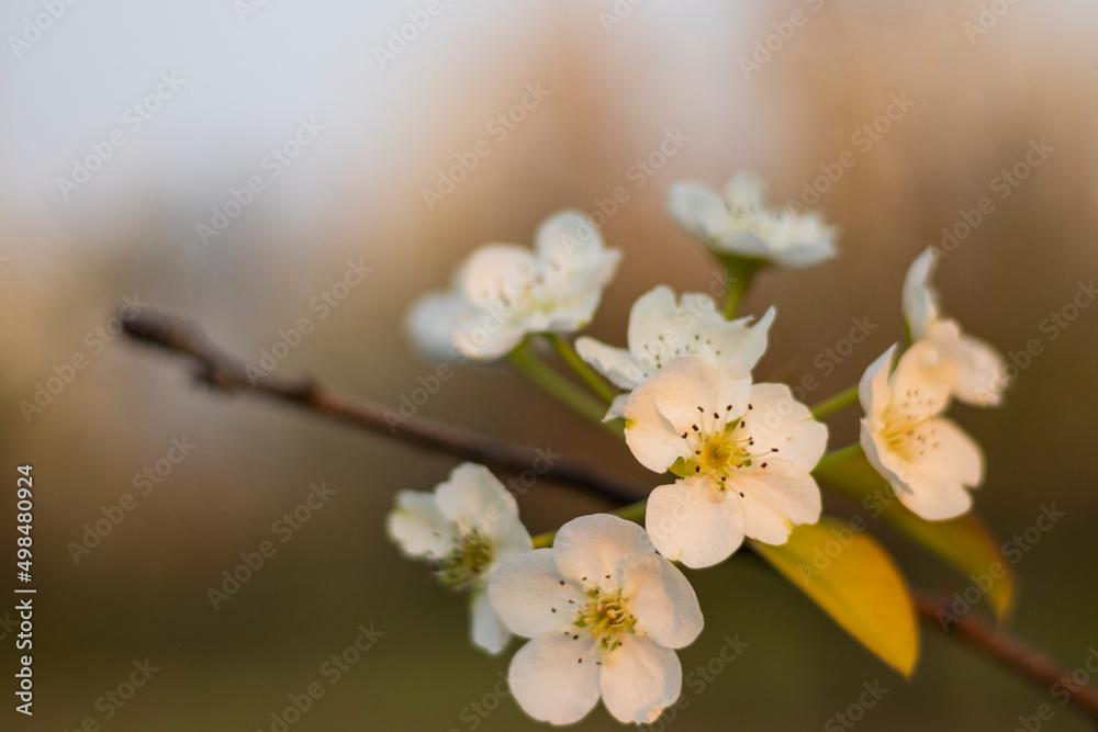 White flowers blossoming in Spring White flowers blossoming in Spring