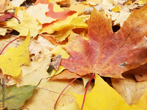 autumn maple leaf