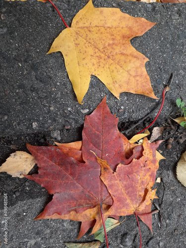 autumn leaves on the ground