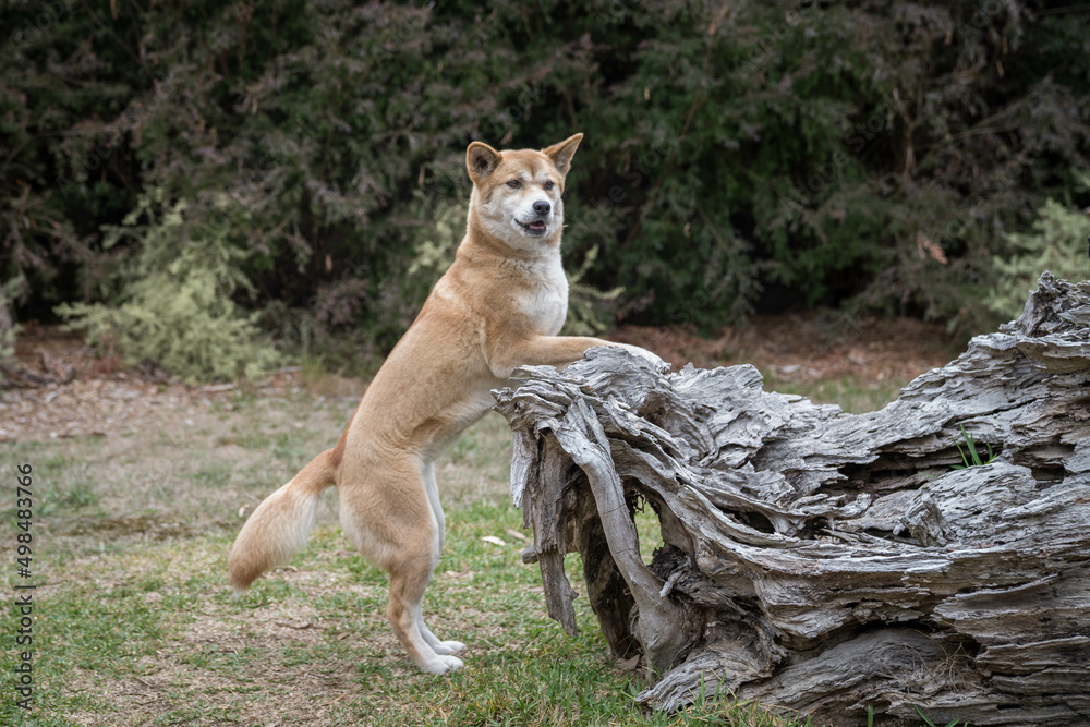 Dingo wild dog Dingo wild dog