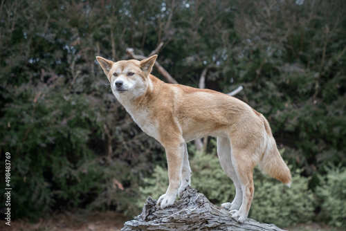 Dingo wild dog © inna
