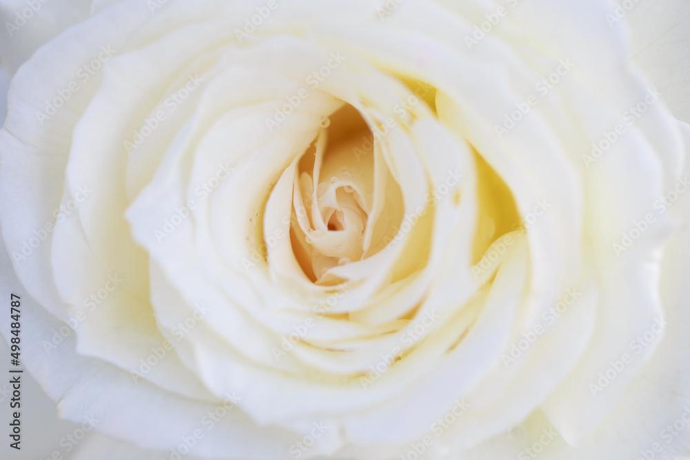 Rose flower macro. Creamy rose flower closeup. High quality natural background. Beautiful background Rose flower macro. Creamy rose flower closeup. High quality natural background. Beautiful background