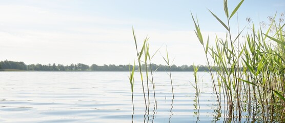 Panoramic view from the shore of a crystal clear forest lake (river). Idyllic summer landscape. Nature, environment, ecology, ecotourism, hiking, vacations, swimming and relaxing concepts
