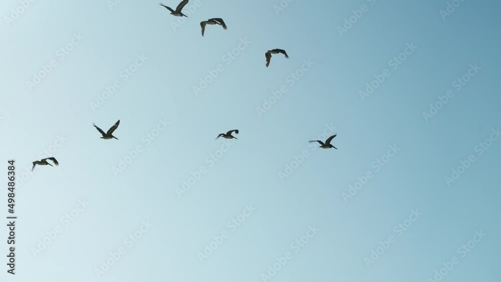 Brown pelicans flying in formation in a bright blue sky - silhouette in slow motion Brown pelicans flying in formation in a bright blue sky - silhouette in slow motion