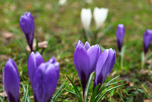 Green spring meadow full of violet and white crocuses, close-up purple crocus, selective focus. Crocus known as saffron. Springtime natural outdoor background. Early spring flowers native in Europe.