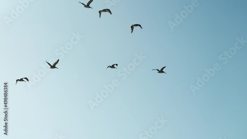 Brown pelicans flying in formation in a bright blue sky - silhouette in slow motion
