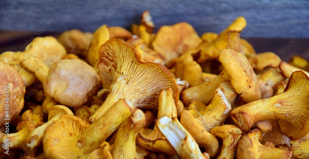 Frische Pilze, Pfifferling, roh nach der Ernte Frische Pilze, Pfifferling, roh nach der Ernte