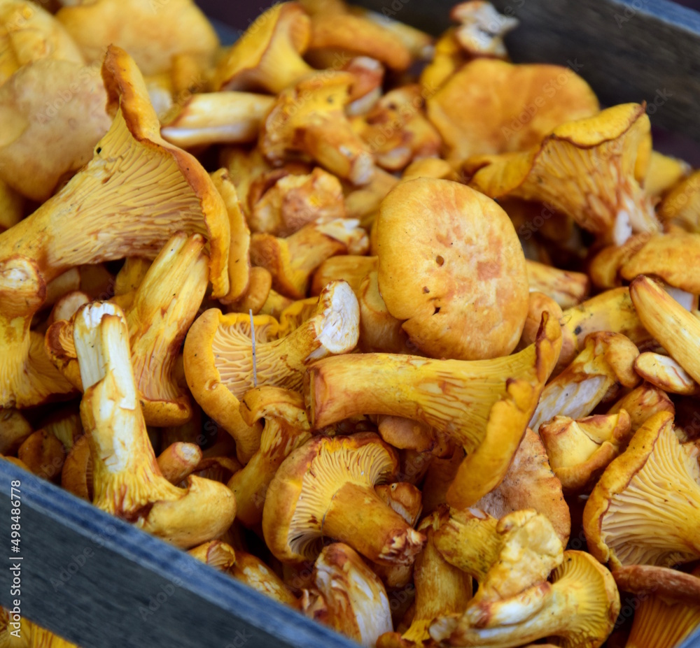 Fresh chanterelles after picking from the forest - background and texture - eating natural Fresh chanterelles after picking from the forest - background and texture - eating natural