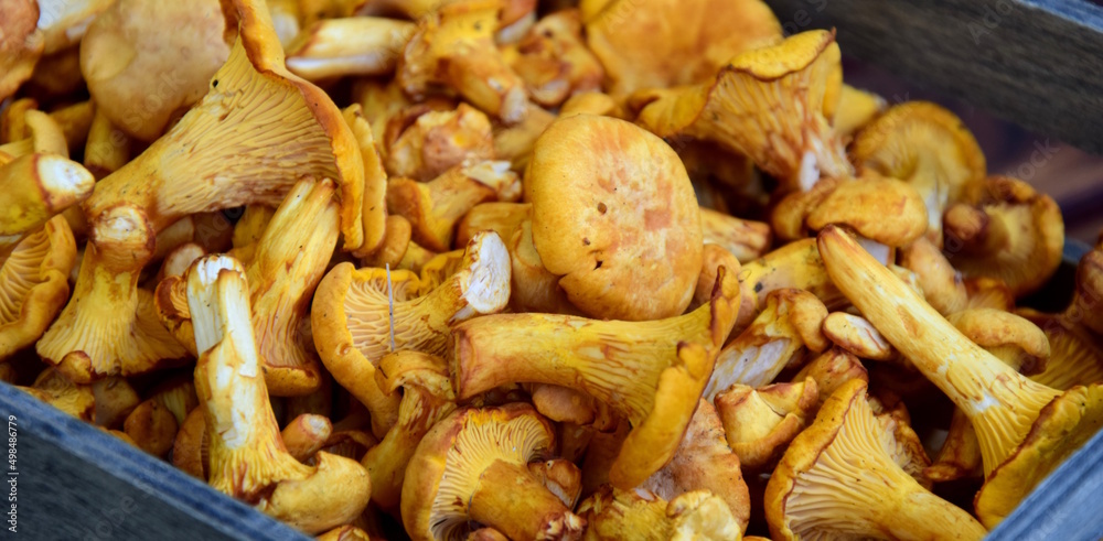 Fresh chanterelles, fungi after picking from the forest - background and texture - eating natural Fresh chanterelles, fungi after picking from the forest - background and texture - eating natural