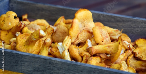 Wallpaper Mural Fresh chanterelles, fungi after picking from the forest - background and texture - eating natural Torontodigital.ca