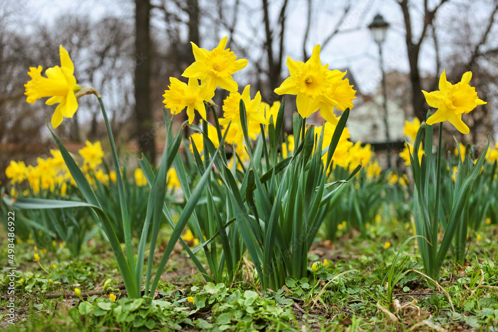 Fototapeta premium Yellow daffodils (Narcissus) on flowerbed in European city park, close-up, ground level view. Springtime natural outdoor horizontal background. Early spring flowers native in Europe.