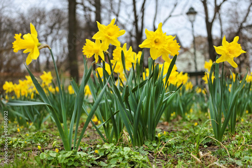 Yellow daffodils (Narcissus) on flowerbed in European city park, close-up, ground level view. Springtime natural outdoor horizontal background. Early spring flowers native in Europe.